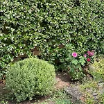 Holiday home Spacious Romantic House Rome